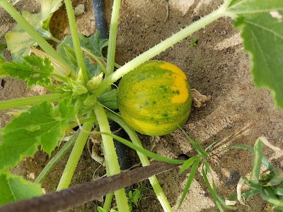 Photos of Alwaheeb farm مزرعة الوهيب