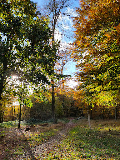 Fraiheetsbam (forêt entre Strassen et Bridel) - Thumbnail