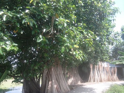 Photos of Vaquri Botola