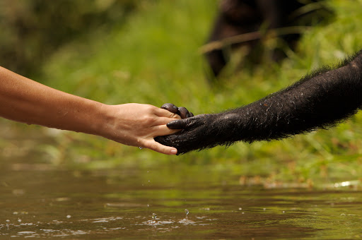 Awely, des animaux et des hommes