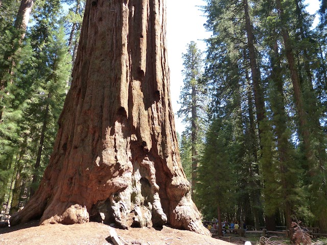 General Sherman Tree