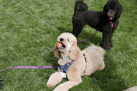 Flaxton Dog Park - Thumbnail