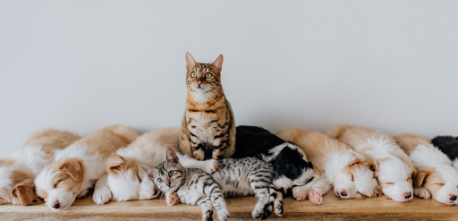 Melton Family Vets