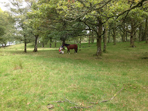 Photo n°3 de François Dall'Osteria - Dentiste équin à Rochetaillée-sur-Saône (Vétérinaire)