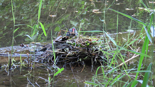 Stadtrandgarten Hamborn - Thumbnail
