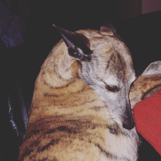 Vets4Pets - Larne - Thumbnail