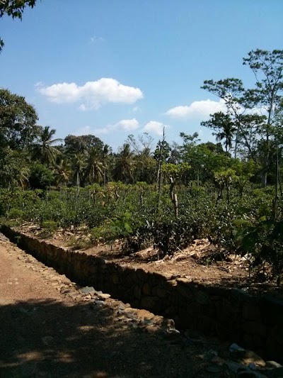 Photos of Virgin White Tea Plantation
