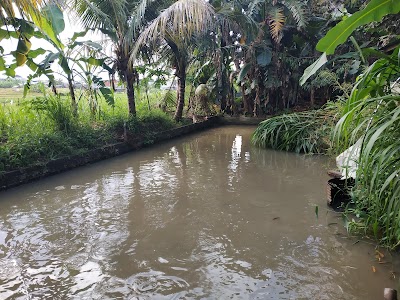 Ikan Lele Bali - Mina Dalem Sari