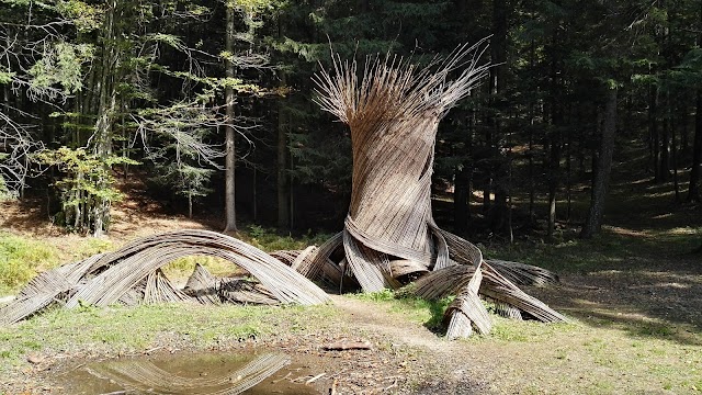 Il Respiro degli Alberi