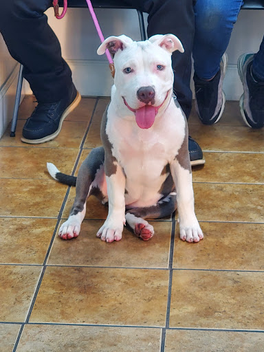 Animal Hospital Santa Fe - Thumbnail