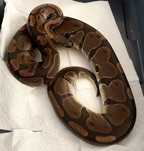 Kingdom Pythons - Visual