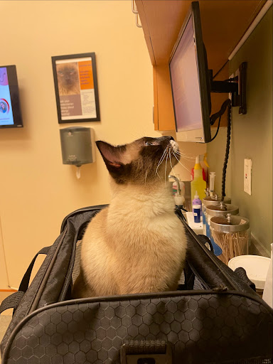The Pet Care Clinic of Doral - Thumbnail