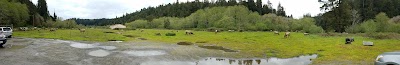 Elk Meadow Turnout