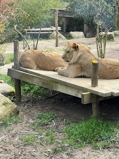 Suricate (19)