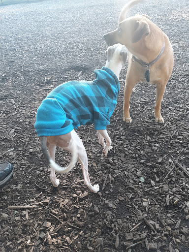 Holyoke Dog Park - Thumbnail