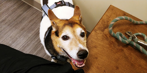 Highland Animal Hospital LLC Gallery - United States
