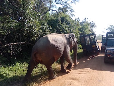 Photos of Southern Arcadia Safari Camp Yala