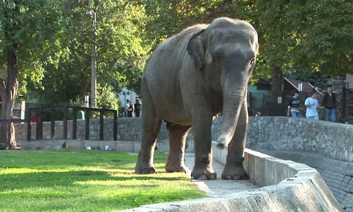 Belgrade Zoo - Thumbnail