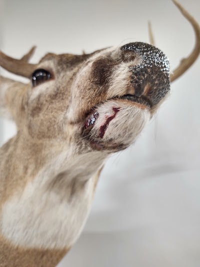 NORTH ANTLER TAXIDERMY