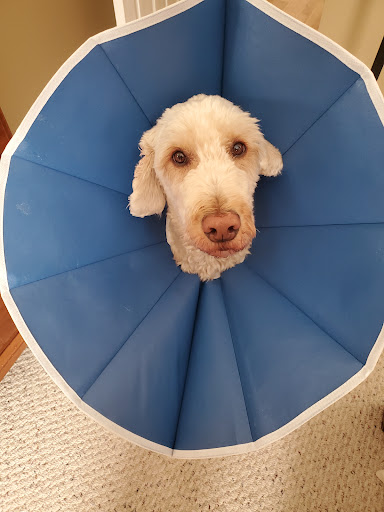 Colonial Veterinary Hospital - Thumbnail