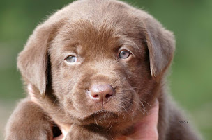 Photo n°13 de Labradors du Bois des Lilas à Queyssac (Éleveur de chiens)