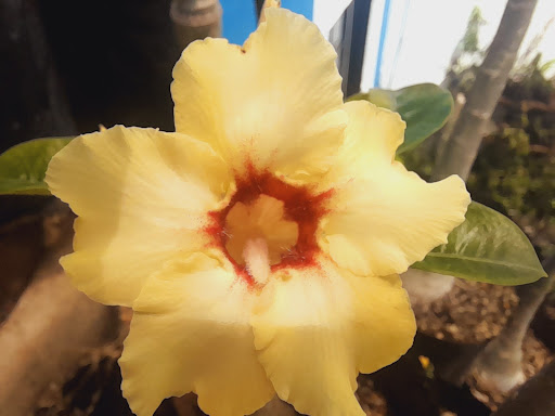 Adenium PDC Paulina Zuñiga