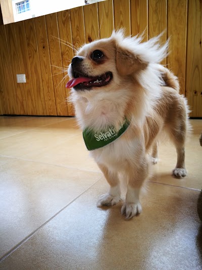 Photos of Selvatica Pet Store
