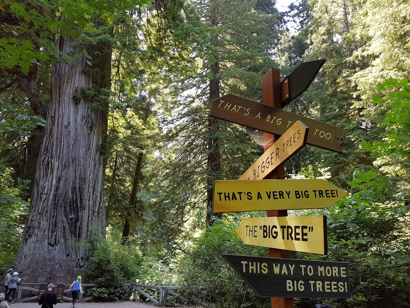 Photo of Big Tree Wayside