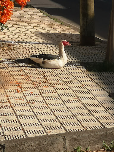 CRFS La Tahonilla (Centro Recuperación Fauna Silvestre) - Thumbnail