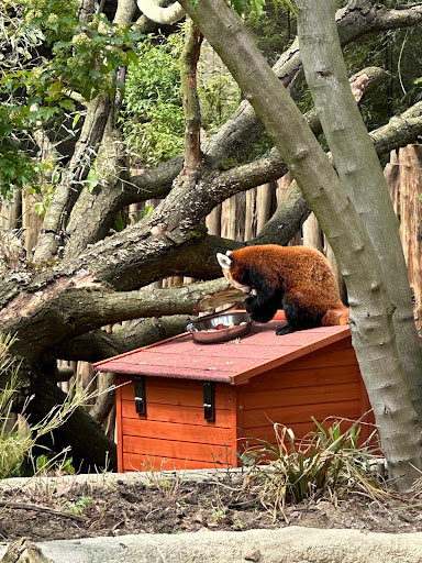 Spielplatz im Zoo Osnabrück Gallery - Germany