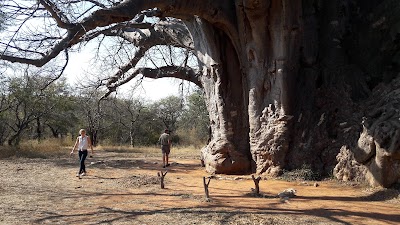 Photos of Segola Baobab