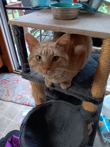 Catkins Animal Rescue, Inc - Thumbnail