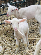 Bergerie du Brandais à Talmont-Saint-Hilaire