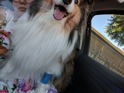 Mt Eliza Village Vet - Thumbnail