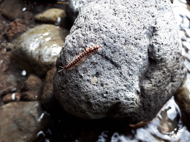 Arche Naturelle