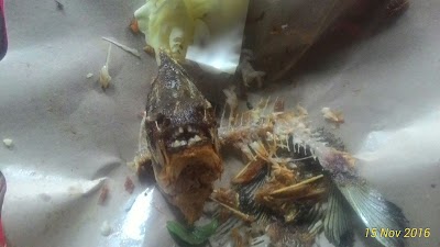 Photos of Semesta Inspirate