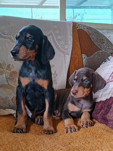 Show quality Doberman male n female puppy available post image