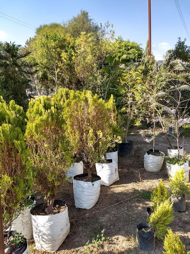 Plantas Y Jardines De Zapotlán - Thumbnail