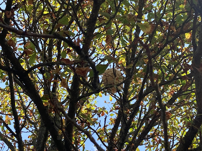 Radicace 3D: dératisation Toulouse / destruction guêpes - frelons / désinsectisation punaises de lit - Colomiers