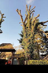 Photo n°3 de Monsieur Hénin service espace vert. à Briis-sous-Forges (Service d'élagage)