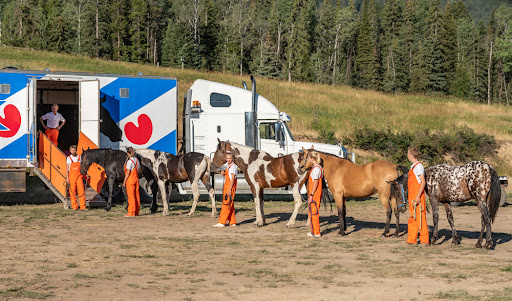 Horse Taxi - Thumbnail