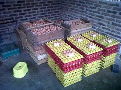 Photos of Peternakan Ayam Petelur "Lelo Farm"
