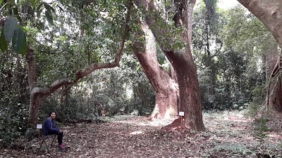 Photos of Hutan Wonosadi Atas