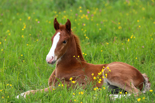 McDiarmid Equine Consultancy Gallery - United Kingdom