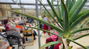 Photo n°23 de L'île aux plantes | Aloe arborescens bio à Thil (Ferme à visiter)