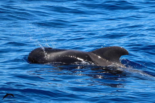 OceanExplorer Responsible & Educational Whale Watching - Thumbnail