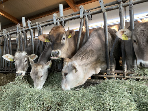 Ferienhof Weissenbach - Thumbnail