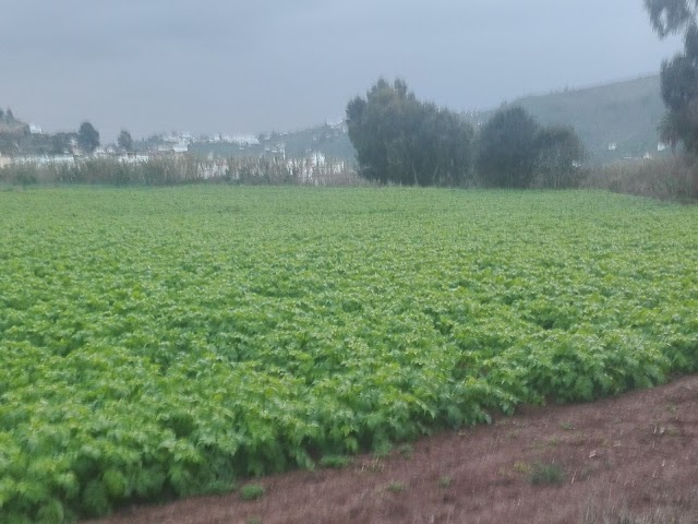 Basílica Nuestra Señora del Pino