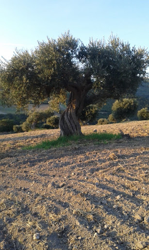 Olio MonteFedele - Visual