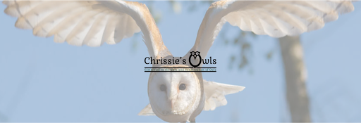 Chrissie's Owls & Stonesfield Owl Rescue - Thumbnail